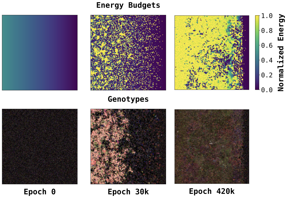 Energy and genotype maps showing replicators spreading from energy-rich to energy-poor regions